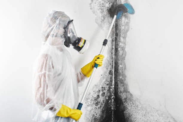 Best Black Mold Removal  in Jacksonville, AR