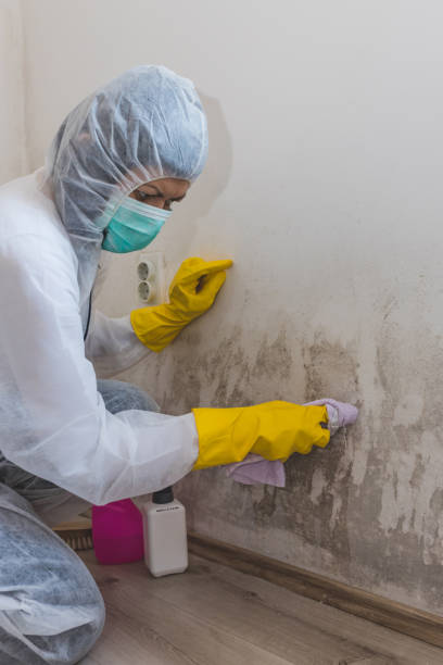 Best Mold Documentation for Insurance Claims  in Jacksonville, AR