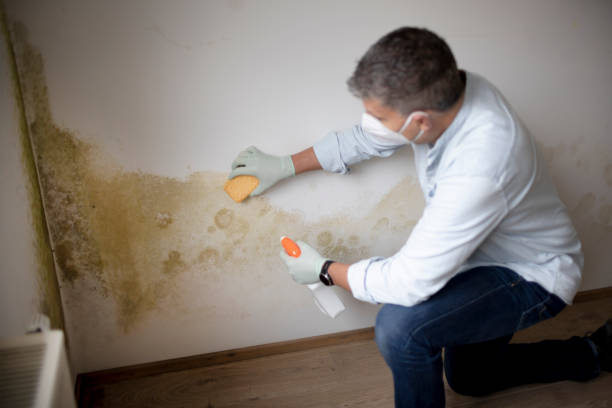 Best Airborne Mold Testing  in Jacksonville, AR