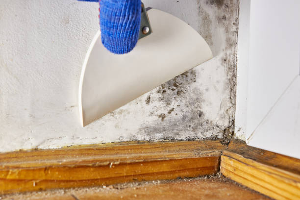 Best Attic Mold Removal  in Jacksonville, AR
